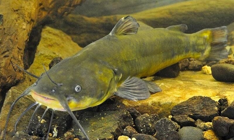 Mơ thấy cá trê chung chung