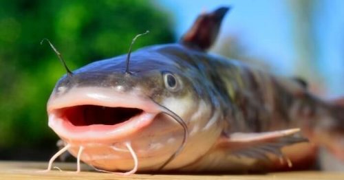 Mơ thấy cá trê điềm báo gì? Đánh đề con gì chắc ăn nhất