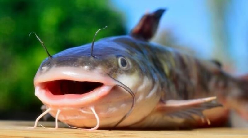 Mơ thấy cá trê điềm báo gì? Đánh đề con gì chắc ăn nhất