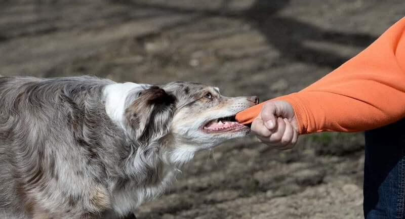 Mơ bị chó cắn vào cánh tay